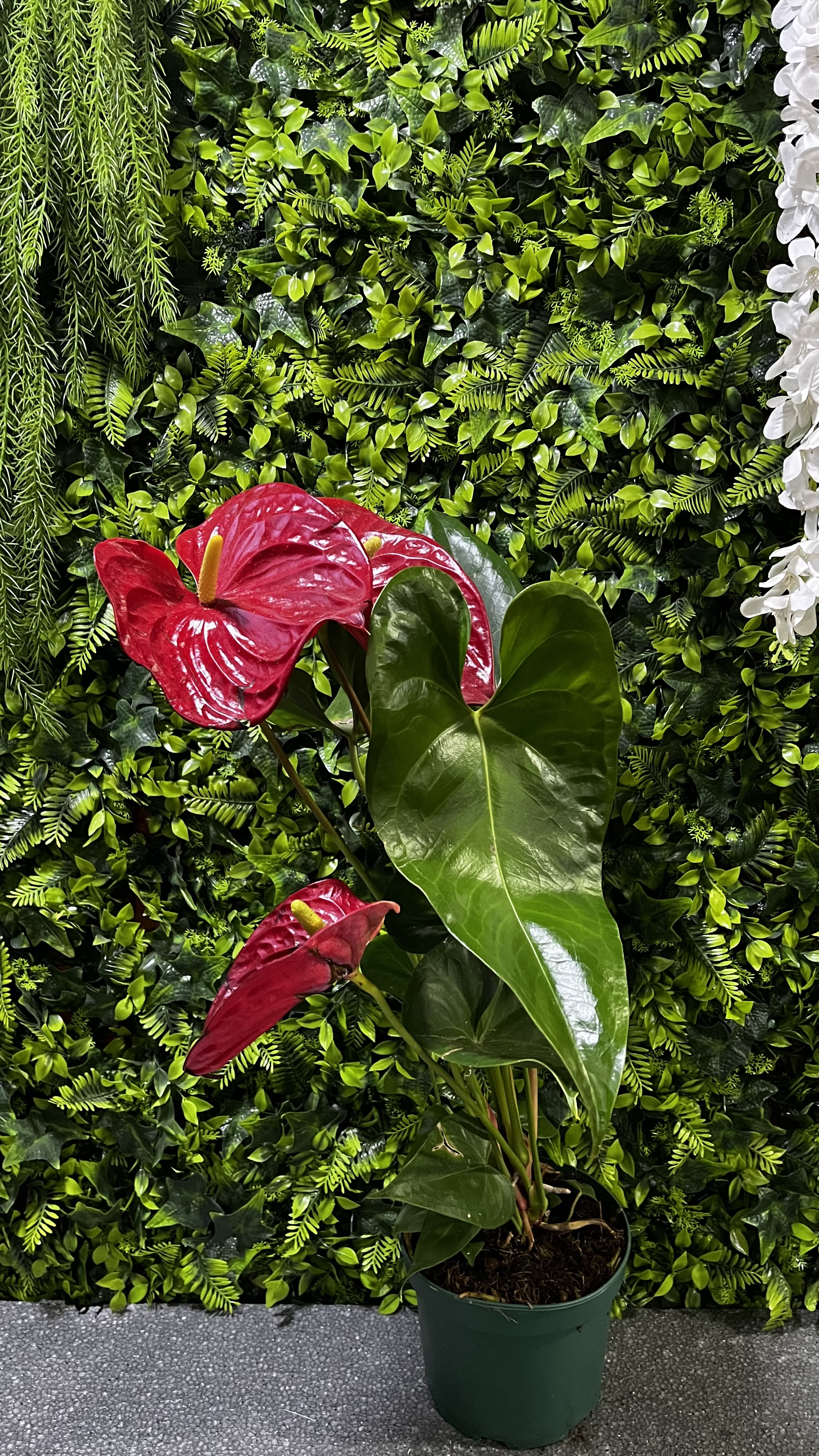 Antorium Saksı Çiçeği