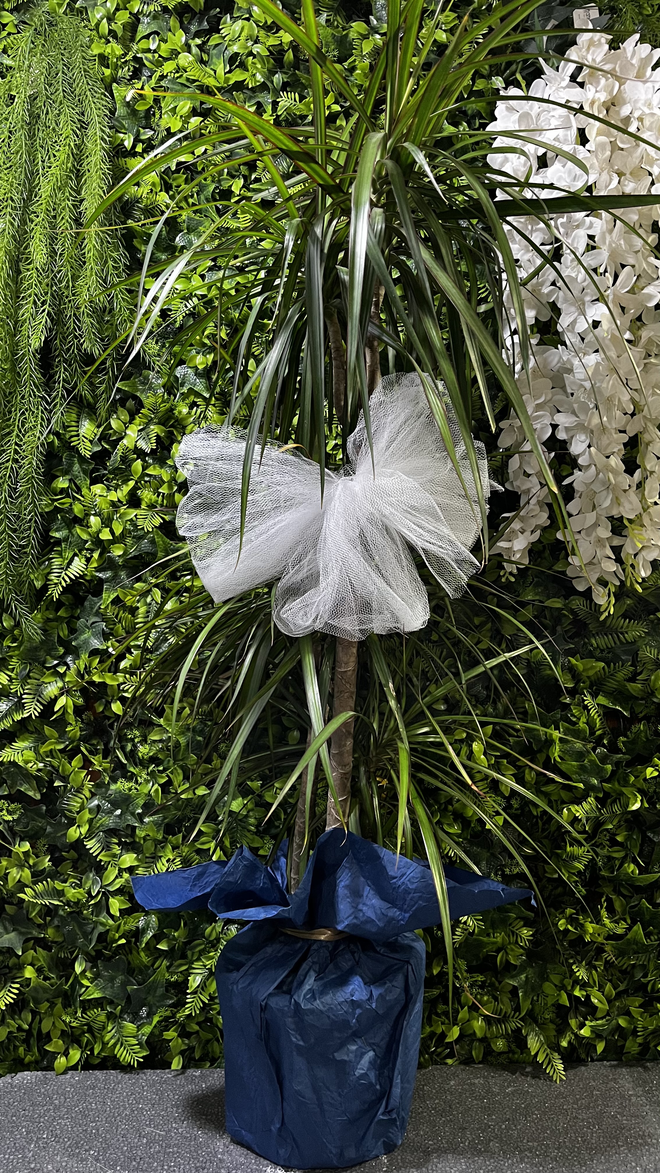 Margenata Saksı Çiçeği